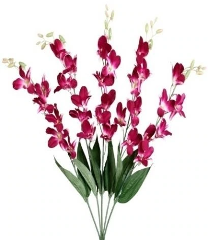 Fuzia Orchid